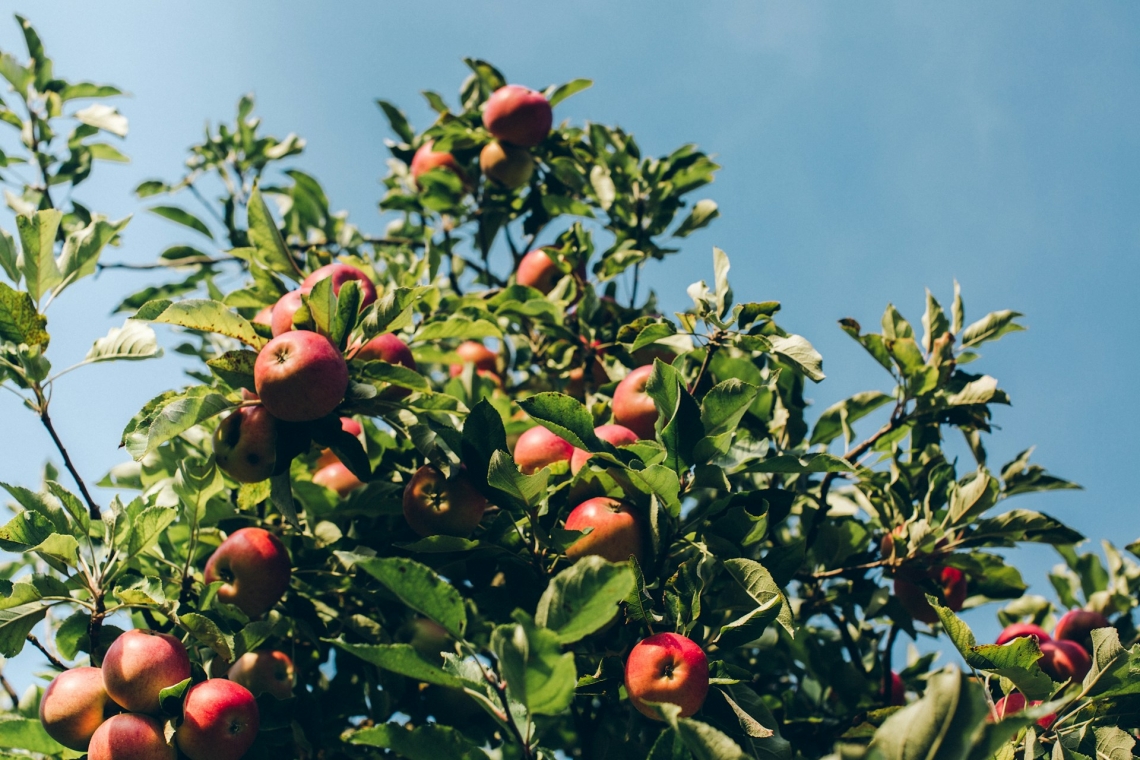 Äpfel aus Bayern heuer von hervorragender Qualität 